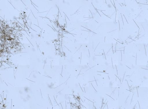 Tedania sp.