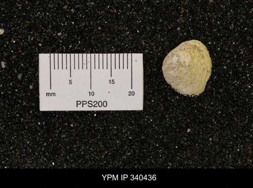 Corbicula subelliptica