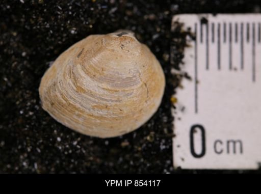 Limopsis striatopunctatus