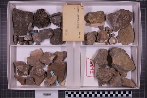 mixed taxa, stratigraphic collection