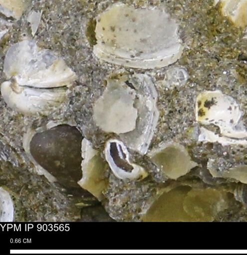 undet. Bivalvia