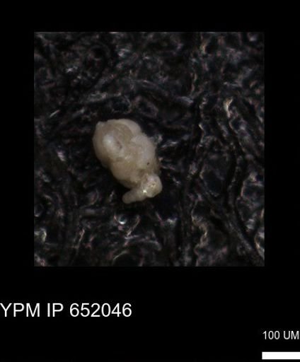 undet. Foraminiferida