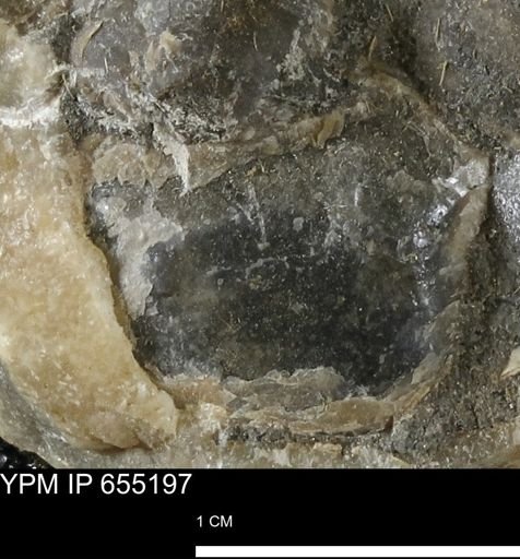 undet. Bivalvia