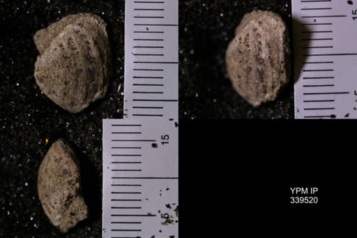 Corbula perundata