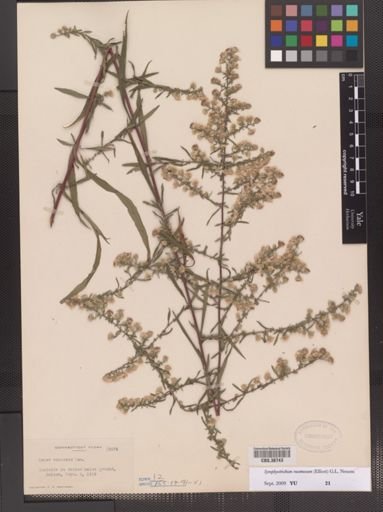 Symphyotrichum racemosum