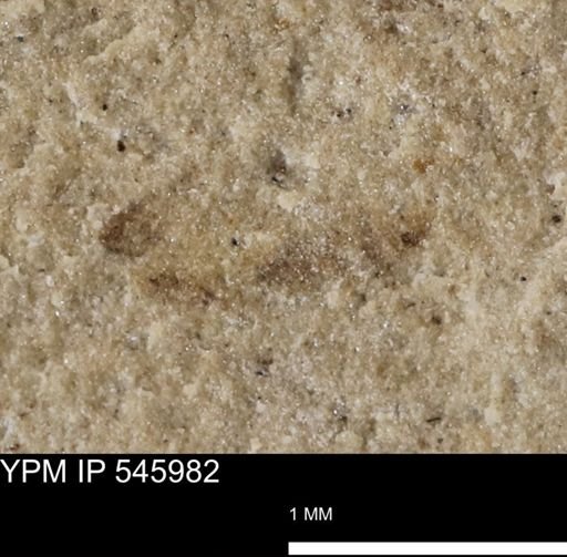 taxon undetermined
