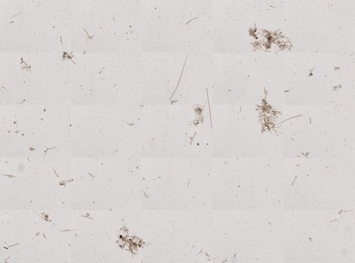 Clathria (Microciona)