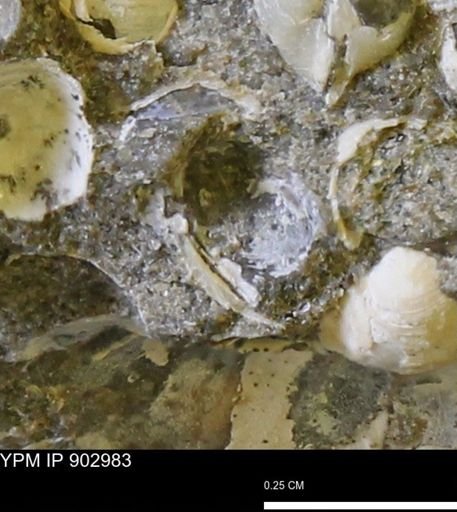 undet. Bivalvia