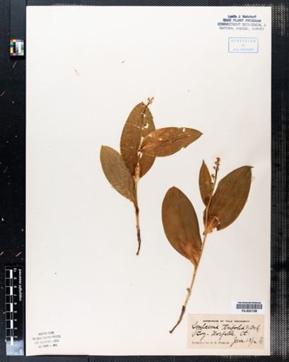 Maianthemum