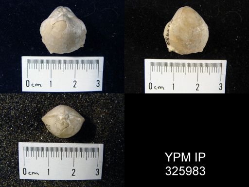 Martinia orbicularis?