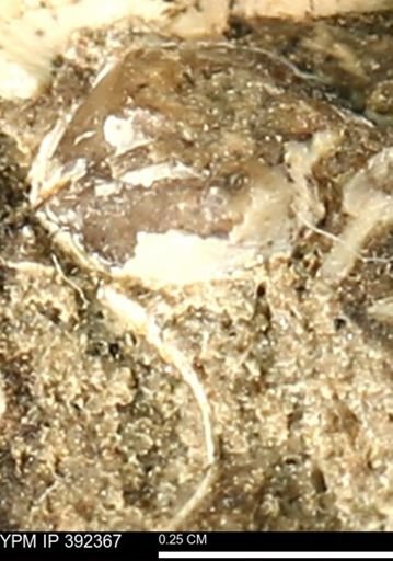 Protocardia subquadrata