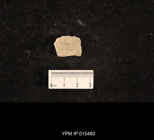 Delopterum minutum