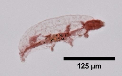 Macrobiotus
