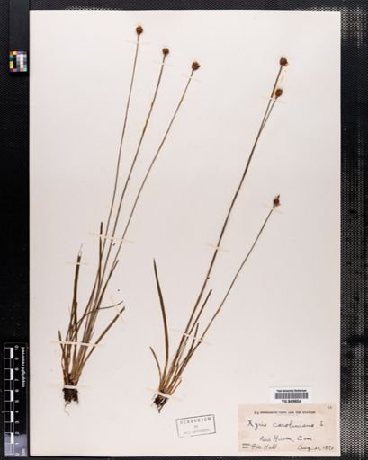 Xyris caroliniana