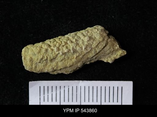 undet. Ichnofossil