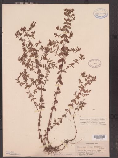 Hypericum boreale