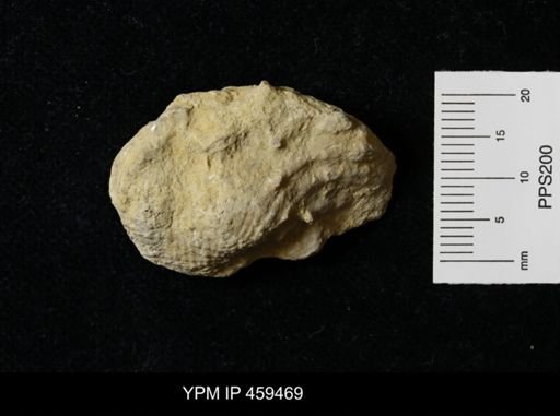 Dictyoclostus portlockianus crassicostatus
