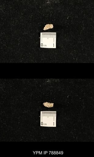 taxon undetermined