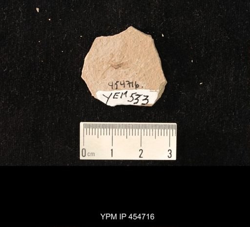 undet. Culicidae