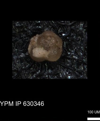 undet. Foraminiferida