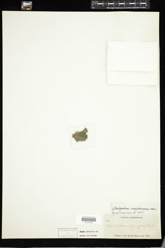 Cladophora membranacea