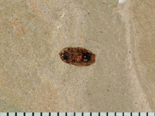 undet. Coleoptera