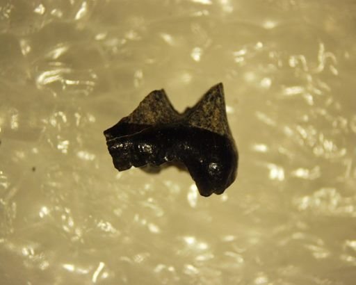 Pelycodus sp.