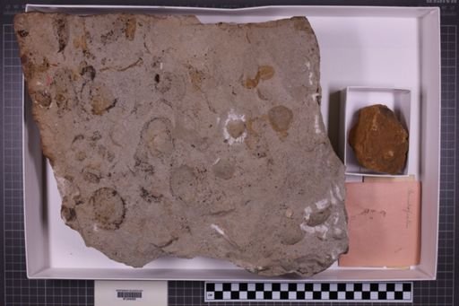 mixed taxa, stratigraphic collection