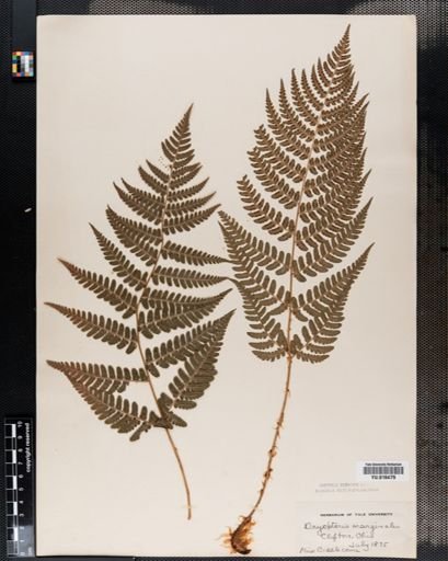 Dryopteris marginalis