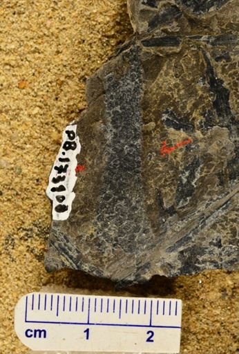 Lepidodendron sp.