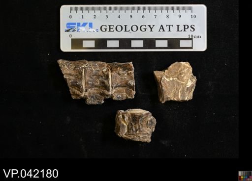 Ichthyodectes sp.