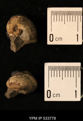 Platyceras sp.