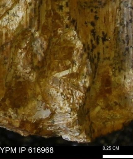 Teredo sp.