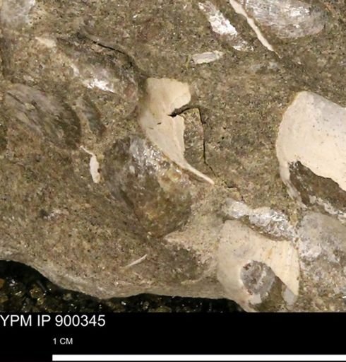 Anomia gryphorhyncha