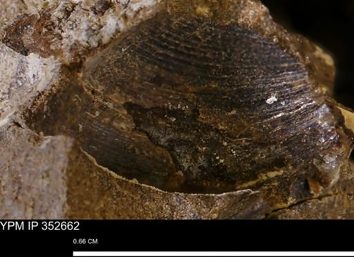 undet. Bivalvia