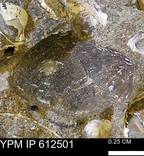 undet. Bivalvia