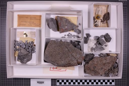 mixed taxa, stratigraphic collection