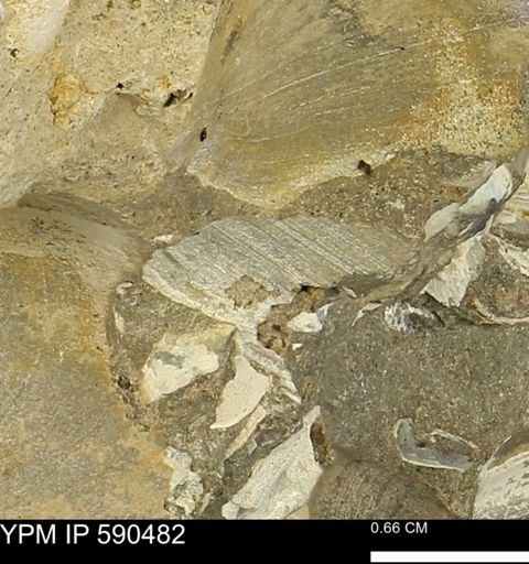 Limopsis?