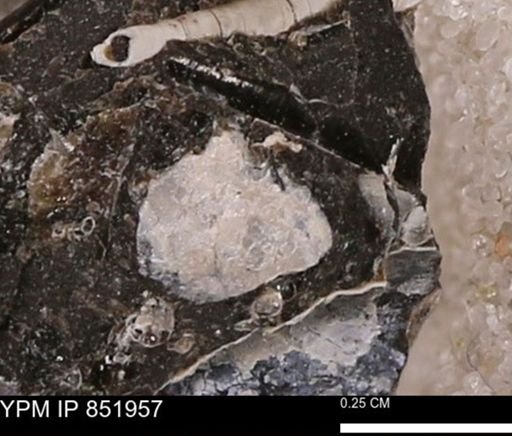 undet. Bivalvia