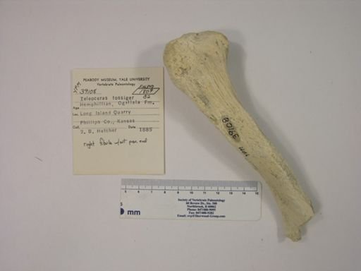 Teleoceras fossiger