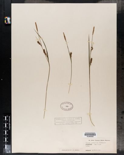 Carex tetanica