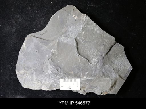 undet. Eurypterida