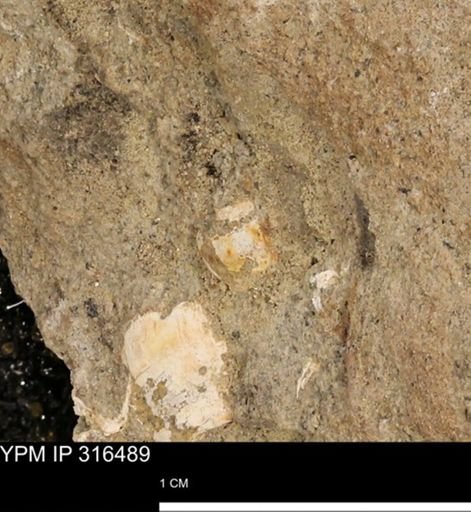 undet. Mollusca