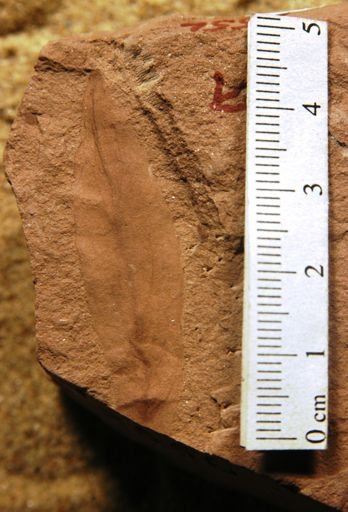 Salix hesperia