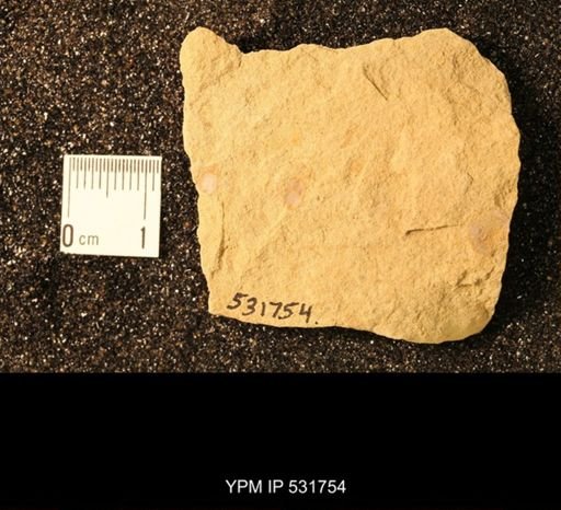 Orbiculoidea sp.