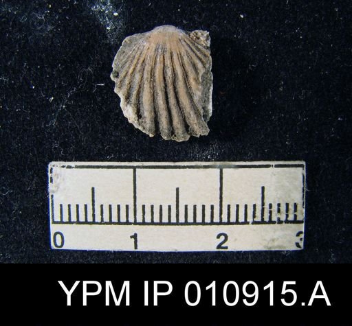 Meekella attenuata