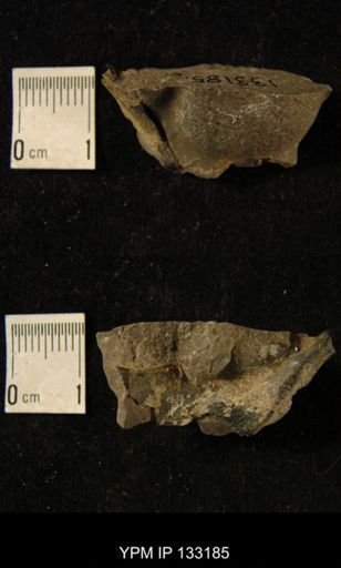 Homalonotus dekayi