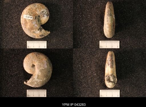 Hoploscaphites nicolletii