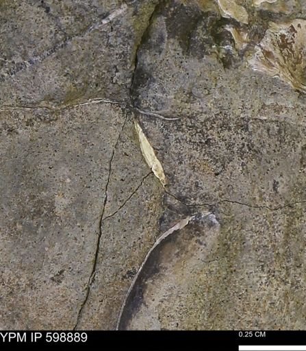undet. Mollusca