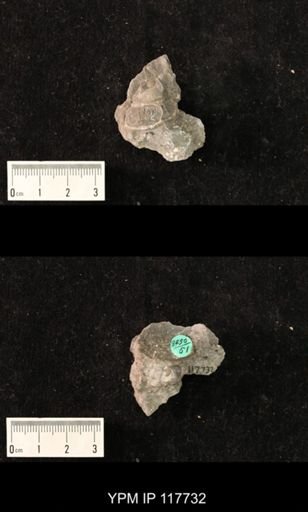 undet. Gastropoda